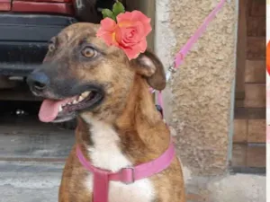 Cachorro raça SRD-ViraLata idade 3 anos nome Luna 