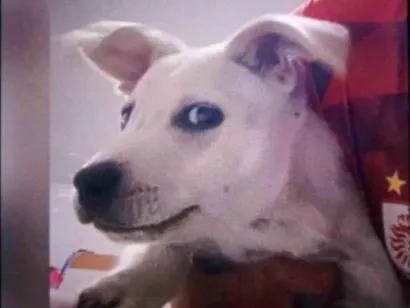 Cachorro raça SRD-ViraLata idade 2 a 6 meses nome Simba