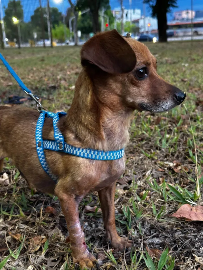 Cachorro ra a SRD-ViraLata idade 3 anos nome Lupito