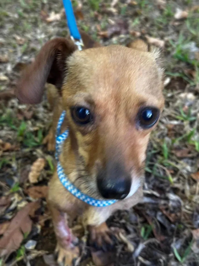 Cachorro ra a SRD-ViraLata idade 3 anos nome Lupito