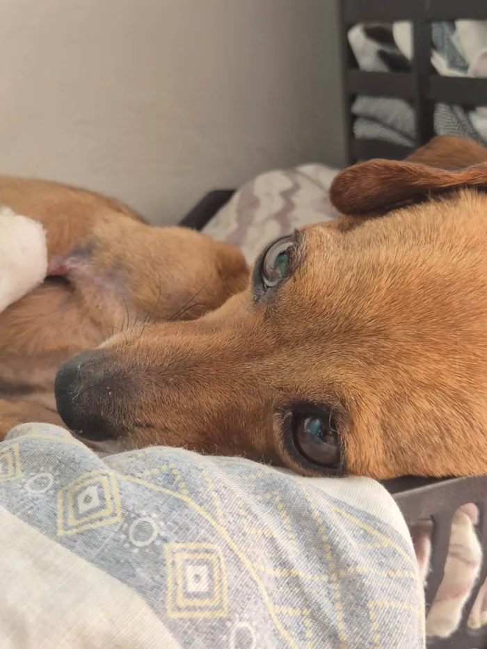 Cachorro ra a SRD-ViraLata idade 3 anos nome Lupito