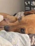 Lupito