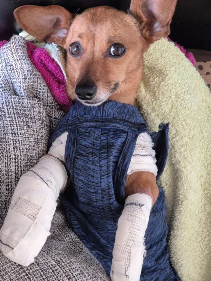 Cachorro ra a SRD-ViraLata idade 3 anos nome Lupito
