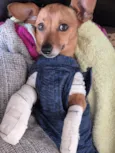 Lupito