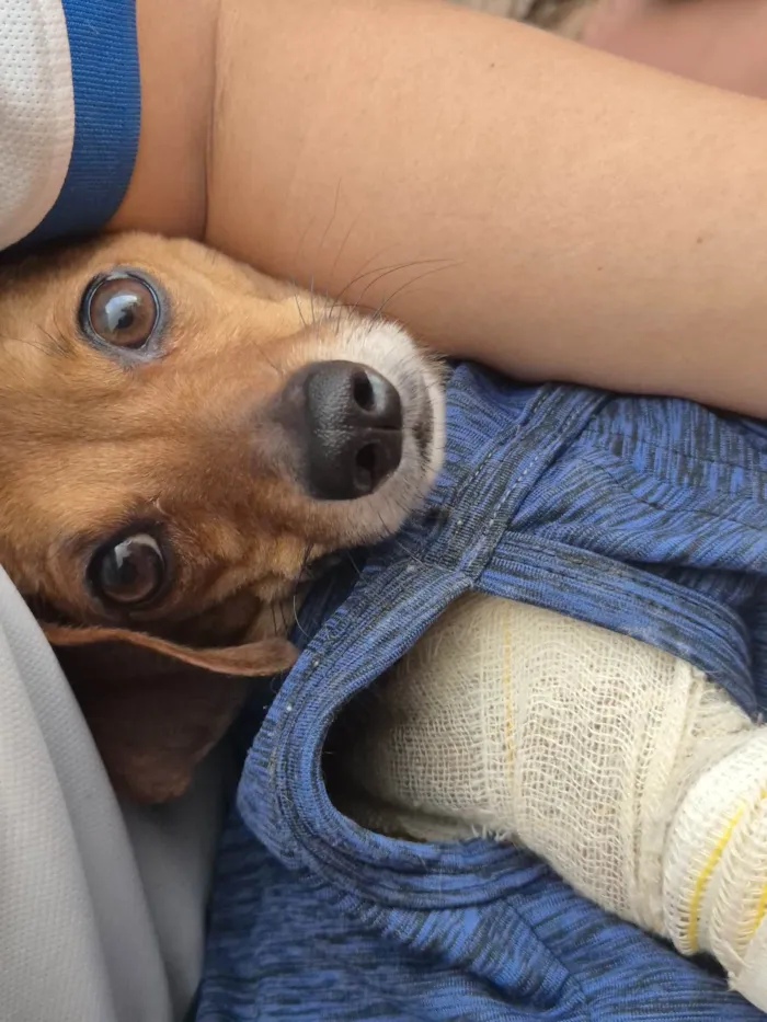 Cachorro ra a SRD-ViraLata idade 3 anos nome Lupito