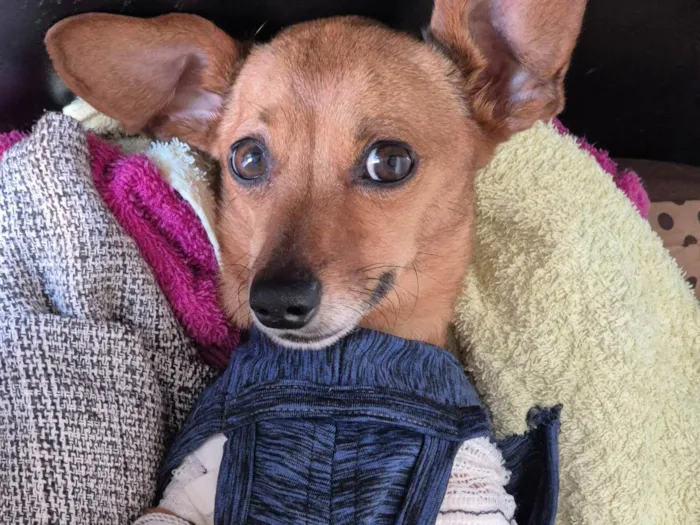 Cachorro ra a SRD-ViraLata idade 3 anos nome Lupito