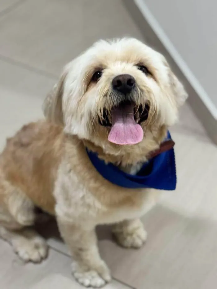 Cachorro ra a SRD-ViraLata idade 4 anos nome buck