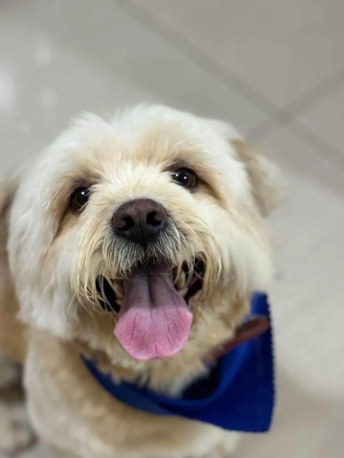 Cachorro ra a SRD-ViraLata idade 4 anos nome buck