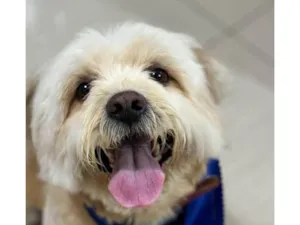 Cachorro raça SRD-ViraLata idade 4 anos nome buck