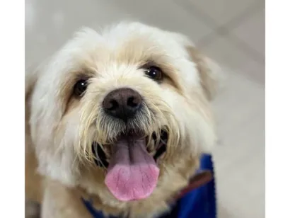 Cachorro raça SRD-ViraLata idade 4 anos nome buck