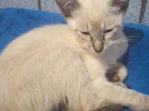 Gato raça SRD-ViraLata idade 2 a 6 meses nome Cristal