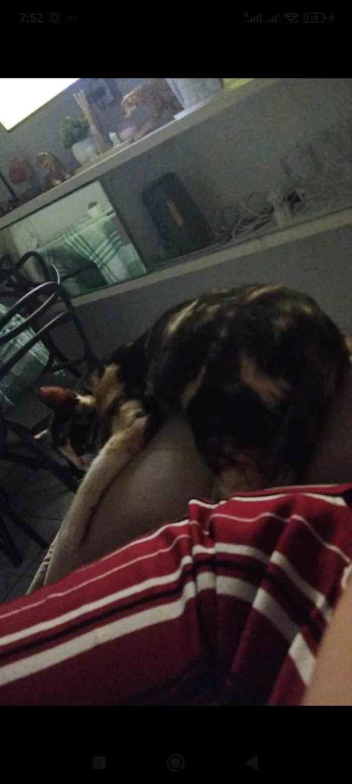 Gato ra a SRD-ViraLata idade 7 a 11 meses nome Pretinha 