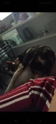 Pretinha