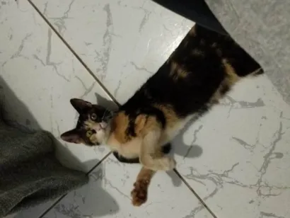 Gato raça SRD-ViraLata idade 7 a 11 meses nome Pretinha 