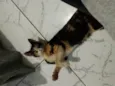 Pretinha
