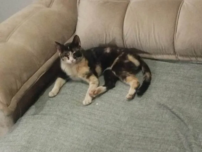 Gato ra a SRD-ViraLata idade 7 a 11 meses nome Pretinha 