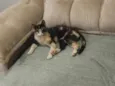 Pretinha