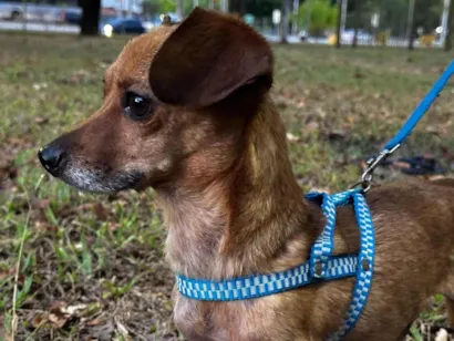 Cachorro raça SRD-ViraLata idade 3 anos nome Lupito