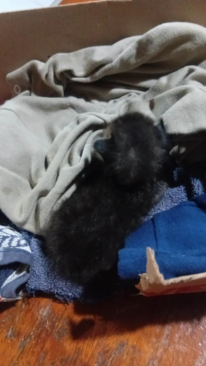 Gato ra a SRD-ViraLata idade Abaixo de 2 meses nome Tenho um gatinho