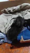 Tenho um gatinho