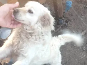 Cachorro raça SRD-ViraLata idade 5 anos nome Nike