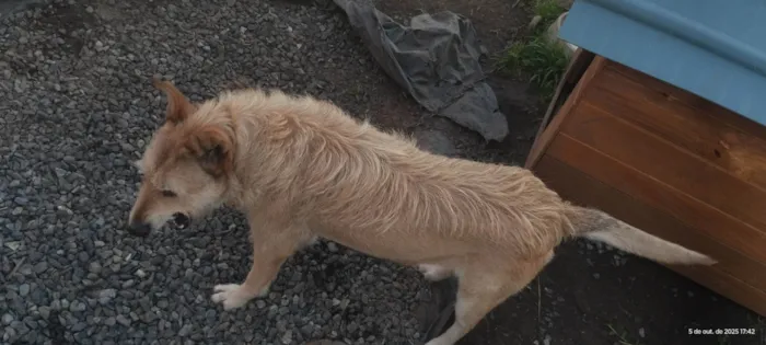 Cachorro ra a SRD-ViraLata idade 5 anos nome Nina