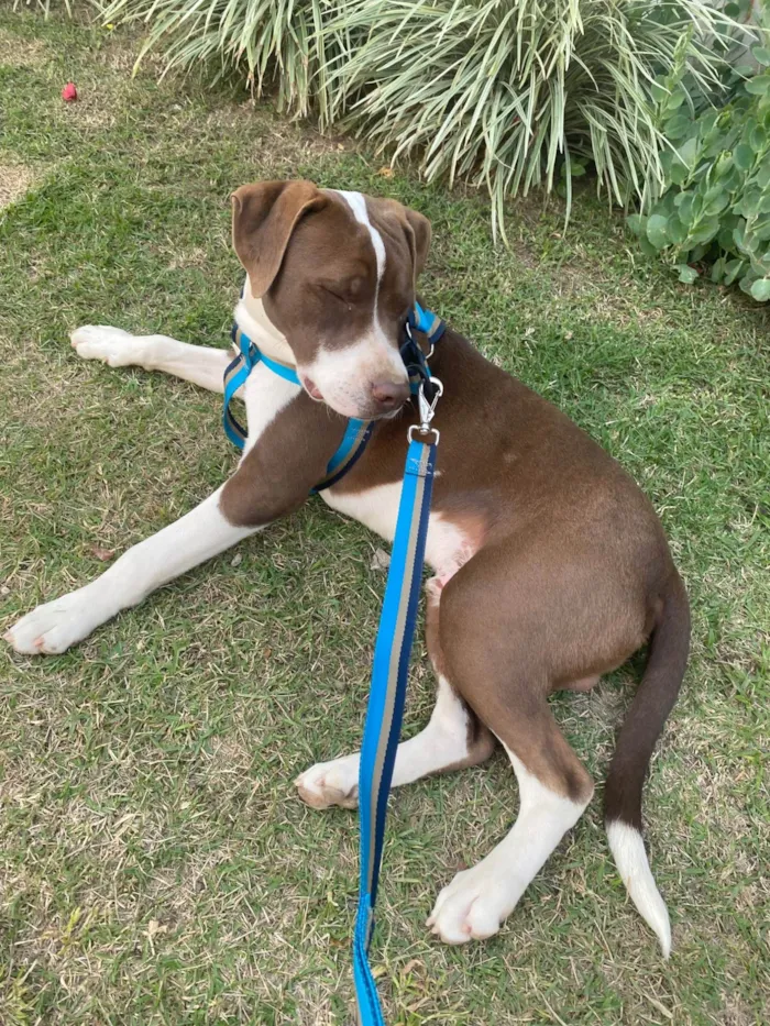 Cachorro ra a Pit-Bull idade 1 ano nome Minininho e menininha 