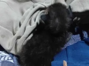 Gato raça SRD-ViraLata idade Abaixo de 2 meses nome Tenho um gatinho