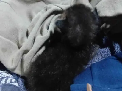 Gato raça SRD-ViraLata idade Abaixo de 2 meses nome Tenho um gatinho