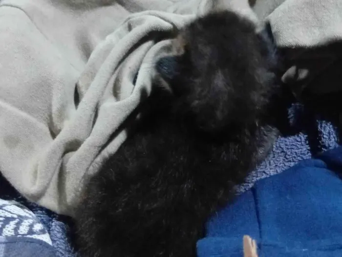 Gato ra a SRD-ViraLata idade Abaixo de 2 meses nome Tenho um gatinho