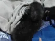 Tenho um gatinho