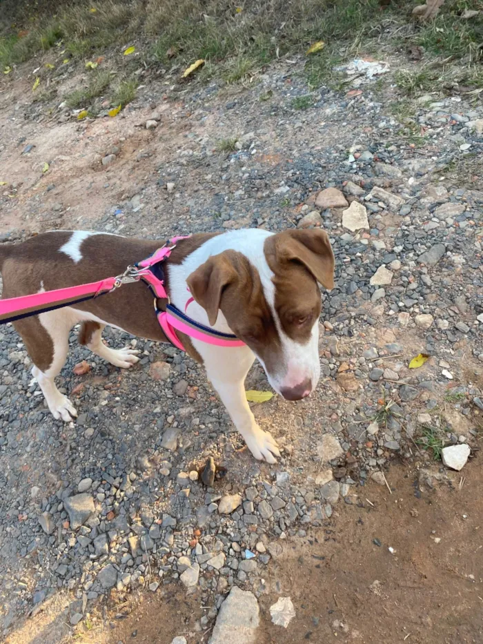 Cachorro ra a Pit-Bull idade 1 ano nome Minininho e menininha 