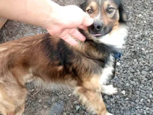 Cachorro raça SRD-ViraLata idade 3 anos nome Toby