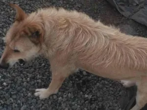 Cachorro raça SRD-ViraLata idade 5 anos nome Nina