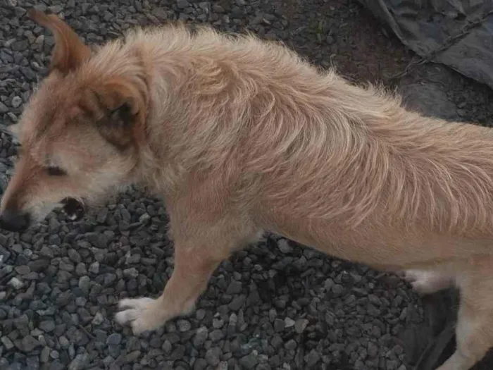 Cachorro ra a SRD-ViraLata idade 5 anos nome Nina