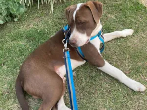 Cachorro raça Pit-Bull idade 1 ano nome Minininho e menininha 