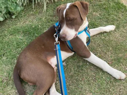 Cachorro raça Pit-Bull idade 1 ano nome Minininho e menininha 