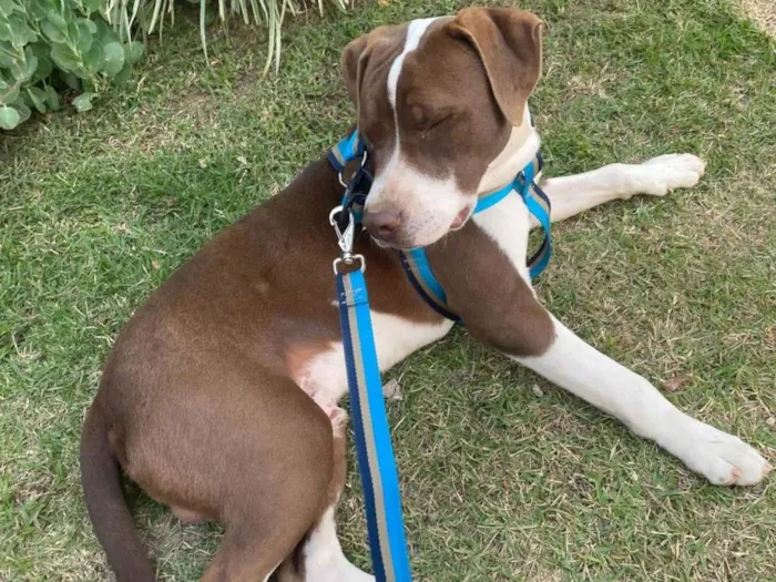 Cachorro ra a Pit-Bull idade 1 ano nome Minininho e menininha 