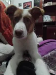 Matteo