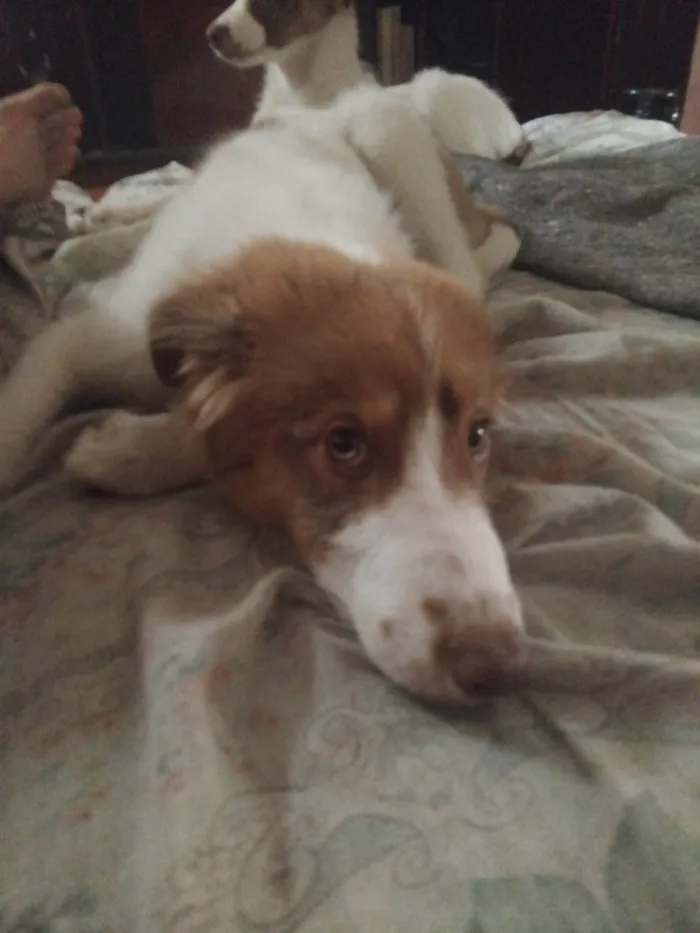 Cachorro ra a SRD-ViraLata idade 2 a 6 meses nome Matteo