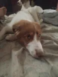 Matteo