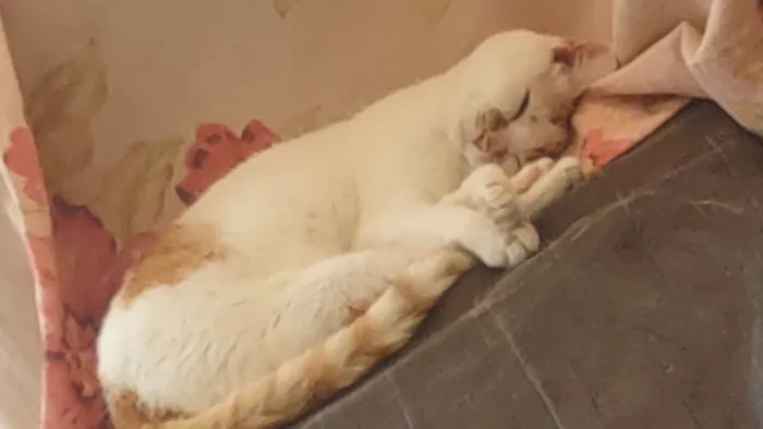 Gato ra a SRD-ViraLata idade 1 ano nome Kitty 