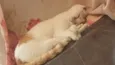 Kitty