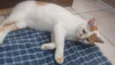 Kitty