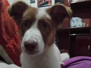 Cachorro raça SRD-ViraLata idade 2 a 6 meses nome Matteo