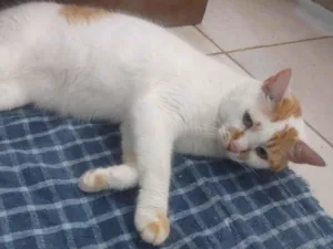 Gato raça SRD-ViraLata idade 1 ano nome Kitty 