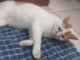 Kitty