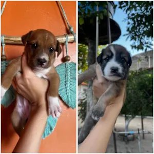 Cachorro raça SRD-ViraLata idade Abaixo de 2 meses nome Filhotes SRD para adoção