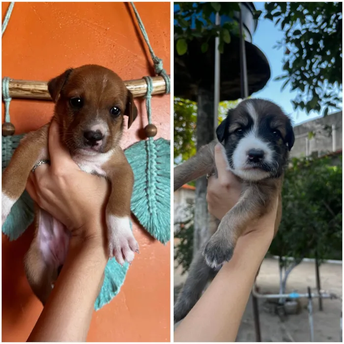 Cachorro ra a SRD-ViraLata idade Abaixo de 2 meses nome Filhotes SRD para adoção