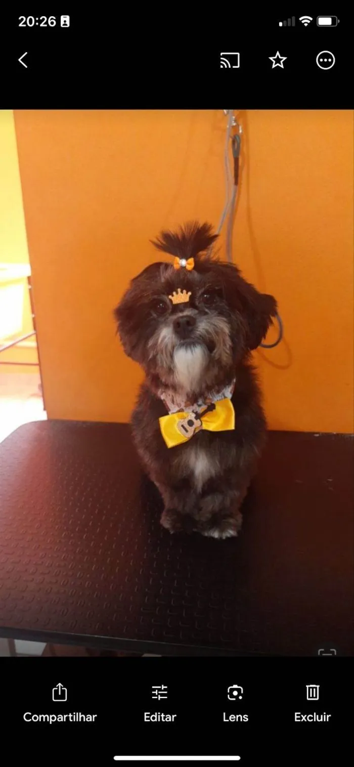 Cachorro ra a Lhasa Apso idade 5 anos nome Meg 